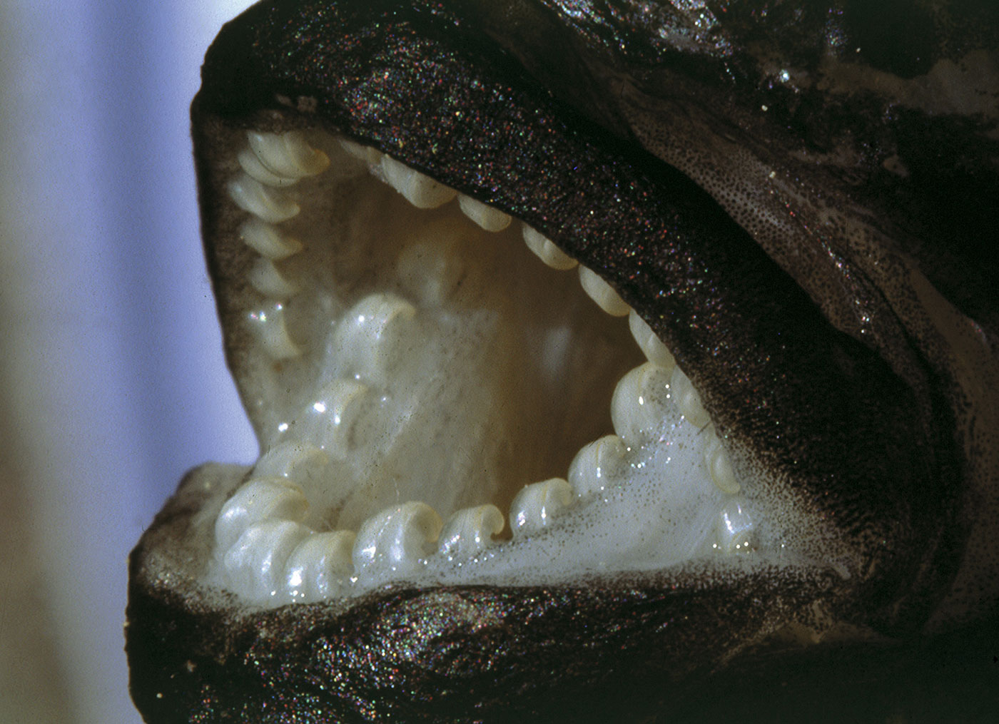 Cichlid Teeth